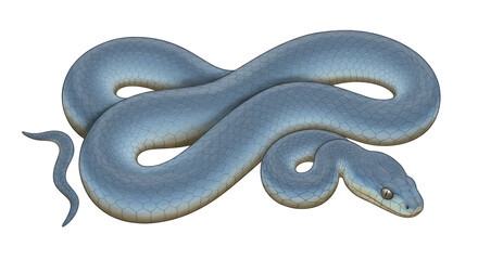 Isolated Blue Snake
