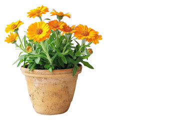 Fototapeta premium Bright and cheerful orange flowers blooming in a rustic terracotta pot against a minimal backdrop isolated on transparent background