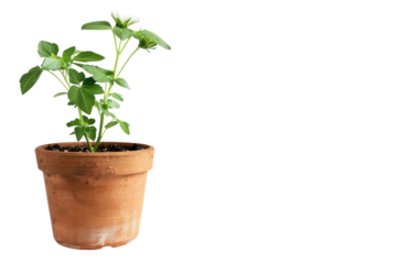 Young strawberry plant growing in a terracotta pot against a minimalist white background isolated on transparent background