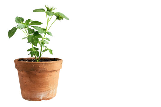 Young strawberry plant growing in a terracotta pot against a minimalist white background isolated on transparent background