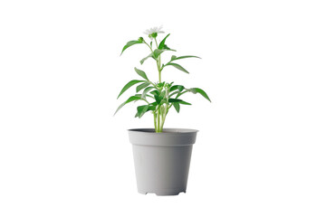 Obraz premium A vibrant green plant thriving in a minimalistic gray pot against a clean white backdrop isolated on transparent background