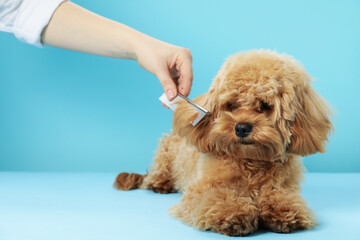 Groomer combing cute dog's hair on light blue background, closeup