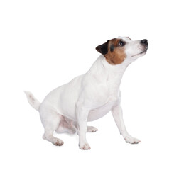 Obraz premium Cute Jack Russell Terrier dog on white background