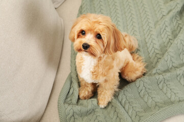 Cute Maltipoo dog on sofa at home