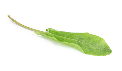 One fresh green sorrel leaf isolated on white