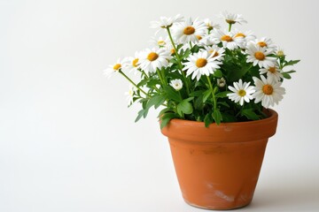 Charming potted daisies basking in natural light with a soft background isolated on transparent background © BANO'S
