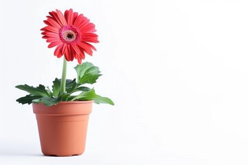A vibrant red gerbera daisy blooming in a terracotta pot on a bright, minimalist background isolated on transparent background