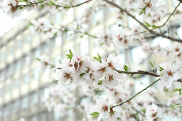 Beautiful blossoming cherry plum tree with white flowers outdoors, closeup