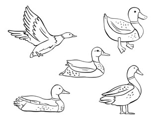 Outline standing, swimming and flying duck. Vector line illustration pond bird isolated on white background. Duckling doodles set