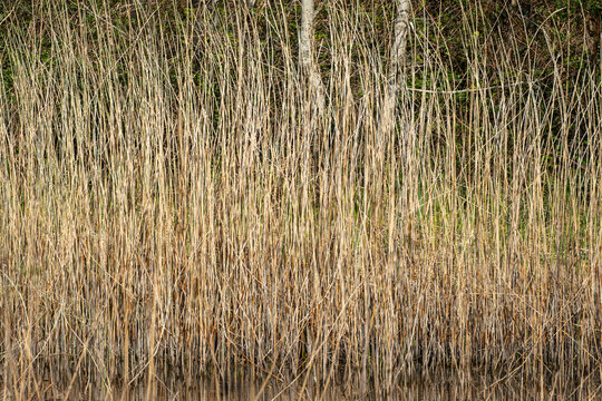 Tall grass reeds grass background on a wetland pond, natural environment nature stock photo image