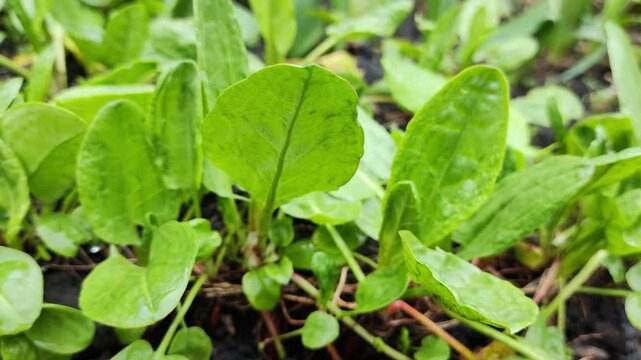 Sour Dock, Natural sour dock Just Beginning to Green in the Garden. Organic Sorrel growing in the garden Green sorrel leaves on the garden bed for growing agricultural plants.