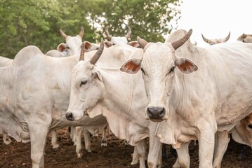 GADO DE CORTE DA RACA NEROLE 