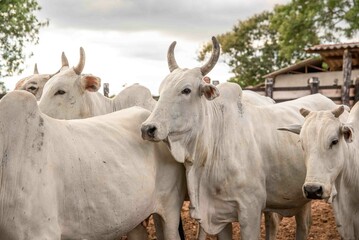 GADO DE CORTE PRESO NO CURRAL