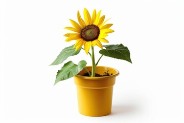 Obraz premium Bright yellow sunflower blooming in a vibrant yellow pot against a clean white background isolated on transparent background