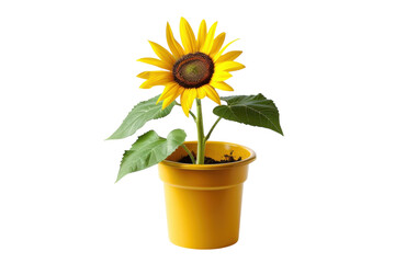 Obraz premium Bright yellow sunflower blooming in a vibrant yellow pot against a clean white background isolated on transparent background