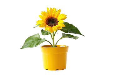 Obraz premium A vibrant sunflower blooming in a cheerful yellow pot against a bright white background isolated on transparent background