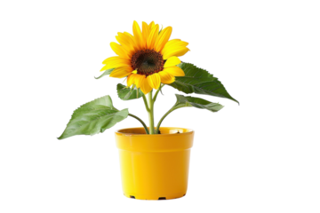 A vibrant sunflower blooming in a cheerful yellow pot against a bright white background isolated on transparent background