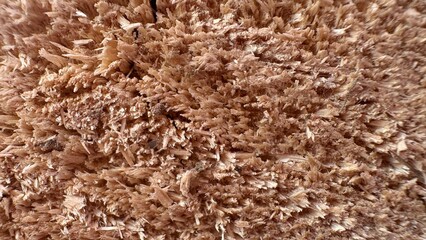 close-up of wood fiber