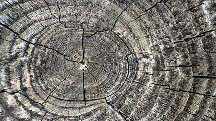 Naklejka premium Closeup of the wood grain patterns and textures