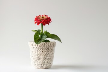 A vibrant red flower in a cozy knitted pot adds charm to a minimalist tabletop setting isolated on transparent background