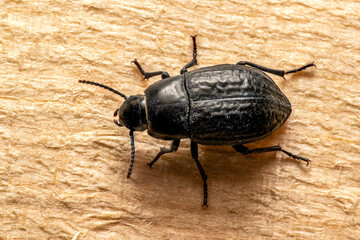 Black beetle crawling on a wooden surface in a detailed close-up. Scientific name is Pimelia granulicollis Wollaston