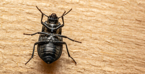 Black beetle perched on a wooden surface with legs up
