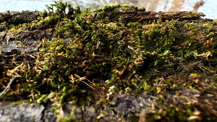 Close-up of tree bark with moss and lichen