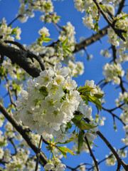 White Cherry Blossoms Against a Bright Blue Sky

