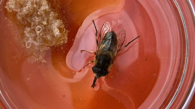 bee drinking sugar water thirsty exhausted tired 
