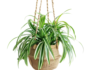 A vibrant spider plant in a beautifully woven hanging basket, brightening up a minimalist space isolated on transparent background