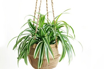Obraz premium A vibrant spider plant in a beautifully woven hanging basket, brightening up a minimalist space isolated on transparent background