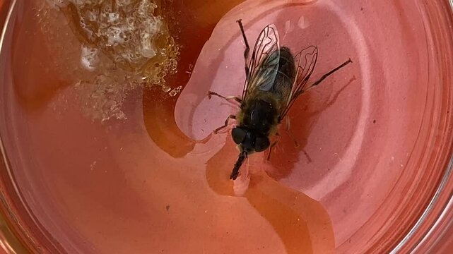 bee drinking sugar water thirsty exhausted tired 