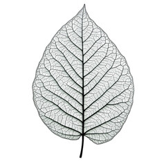 Single leaf on blackness on transparent background.