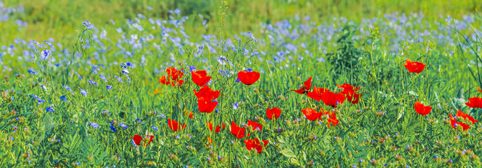 Bright blooming poppy and steppe flax flowers growing in a meadow.