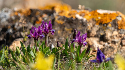 spring flowers in the garden