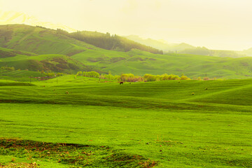 Horses graze on a green meadow against the background of mountains.