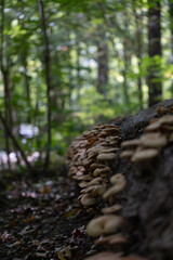 Cluster of wild mushrooms growing on a forest log – natural woodland fungi