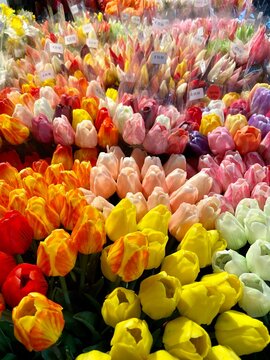 Tulips in various colors at flower market