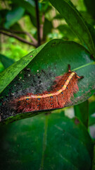 Lappet Moth Caterpillar (Trabala sp.) is a lappet moth caterpillar, one of the species is Trabala vishnou or rose-myrtle lappet moth. This moth belongs to the Lasiocampidae family.
