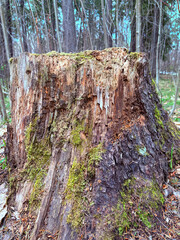 Tree stump covered with moss in a forest clearing
