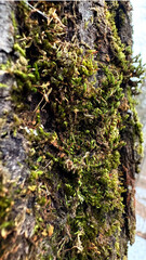 Close-up of tree bark with moss and lichen