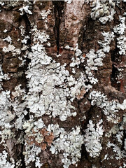 Close-up of tree bark with moss and lichen