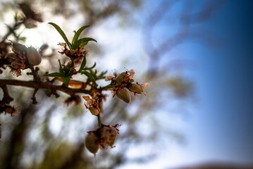 2024 03 16 Jebel Saghro Handour Valley Almonds 152