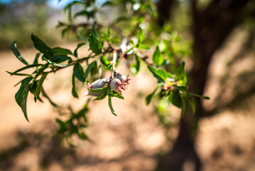 2024 03 16 Jebel Saghro Handour Valley Almonds 154