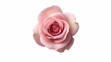a pink rose photo on a transparent background, PNG image, PNG file, Generative art.