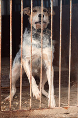 Dog in animal shelter. Homeless sad dog in a cage.