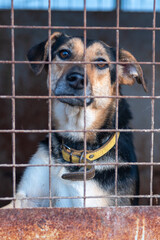 Dog in animal shelter. Homeless sad dog in a cage.