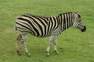 zebra eating grass