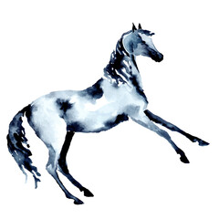 Rearing up horse. Watercolor or ink hand painting. Beautiful hand drawing illustration on white. Equestrian silhouette. Pony in motion. Equine art by artistic brush stroke vector. Rear up stallion
