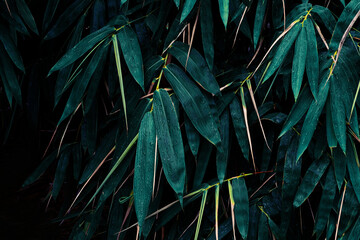 Raindrops splashing on green bamboo leaf texture background